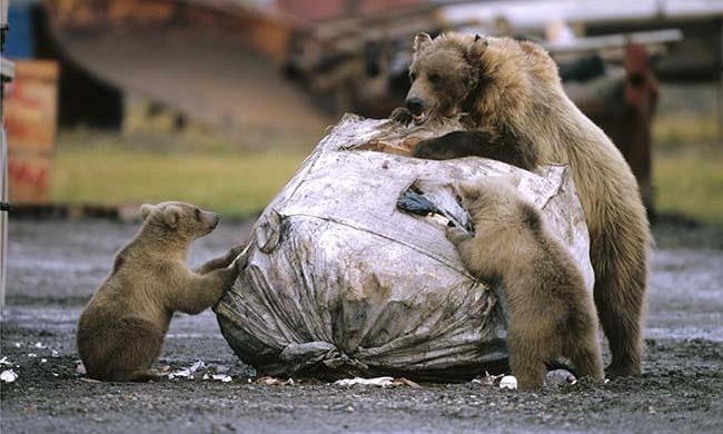 File:Grizzly eating garbage.jpg