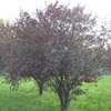 Plum and Apple Trees