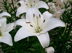 320px-Lilium 'Navona'2.jpg